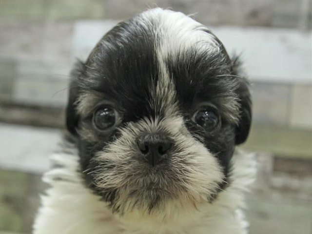 静岡県のハーフ犬 (ペッツワン浜松雄踏店/2024年1月26日生まれ/男の子/ゴールドホワイト)の子犬